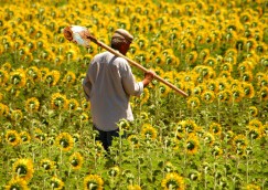 Farmer